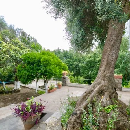 Villa Vincenzo Di Meglio Barano d'Ischia Exterior photo